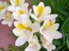 white Flower Freesia photo (Herbaceous Plant)