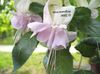 blanc Fleur Fuchsia photo (Des Arbustes)