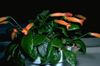 ფორთოხალი ქოთანში ყვავილი Gesneria ფოტო (ბალახოვანი მცენარე)