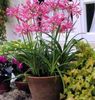 outono Guernsey Lily