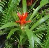 красный Комнатный цветок Гусмания фото (Травянистые)