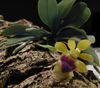 yellow Pot flower Haraella photo (Herbaceous Plant)