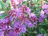 lilac Flower Hebe photo (Shrub)