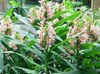 ősz Hedychium, Pillangó Gyömbér