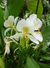 white Flower Hedychium, Butterfly Ginger photo (Herbaceous Plant)