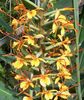 appelsin Blomst Hedychium, Sommerfugl Ingefær foto (Urteagtige Plante)