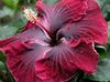 бордовый Цветок Гибискус (китайская роза) фото (Кустарники)
