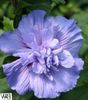 голубой Цветок Гибискус (китайская роза) фото (Кустарники)