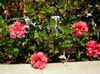 rosa Flor Hibisco foto (Arbustos)