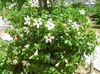 balts Zieds Hibiskusroze foto (Krūms)