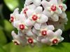 weiß Hoya, Brautstrauß, Madagaskar Jasmin, Wachsblume, Blume Chaplet, Floradora, Hawaiische Hochzeit Blume