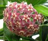 rosa Hoya, Brautstrauß, Madagaskar Jasmin, Wachsblume, Blume Chaplet, Floradora, Hawaiische Hochzeit Blume