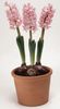 pink Flower Hyacinth photo (Herbaceous Plant)