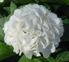 valge Hortensia, Lacecap