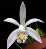 white Flower Indian Crocus photo (Herbaceous Plant)
