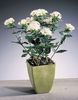 white Pot flower Jasmine Plant, Scarlet Trumpetilla photo (Shrub)