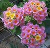 rosa Blomst Lantana bilde (Busk)
