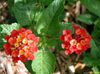rød Blomst Lantana bilde (Busk)