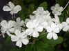 white Pot flower Leadworts photo (Shrub)