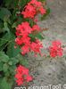 rot Pot Blume Leadworts foto (Sträucher)