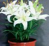 hvit Blomst Lilium bilde (Urteaktig Plante)