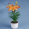 laranja Flor Lilium foto (Planta Herbácea)