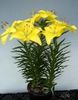 gul Blomst Lilium bilde (Urteaktig Plante)