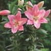 rosa Blomst Lilium bilde (Urteaktig Plante)