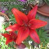წითელი ყვავილების Lilium ფოტო (ბალახოვანი მცენარე)