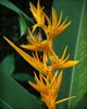 žltá Kvetina Homár Pazúr,  fotografie (Trávovitý)