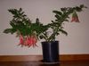 rot Pot Blume Karabiner, Papageienschnabel foto (Grasig)