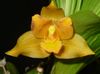 ყვითელი ყვავილების Lycaste ფოტო (ბალახოვანი მცენარე)