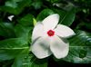 Madagascar Periwinkle, Vinca