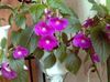 лила Цвет Магиц Фловер, Орах Орхидеја фотографија (Ампельни)