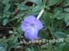 azul claro Flor Mágica, Orquídea Tuerca