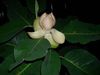 hvítur Pottinn blóm Magnolia mynd (Tré)