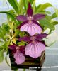 violett Blomma Miltonia foto (Örtväxter)