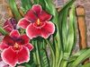 red Flower Miltonia photo (Herbaceous Plant)