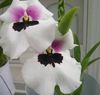 weiß Miltonia