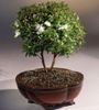 white Pot flower Myrtle photo (Shrub)