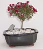 rød Pot Blomst New Zealand Tea Tree bilde (Busk)