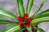 წითელი ქოთანში ყვავილი Nidularium ფოტო (ბალახოვანი მცენარე)