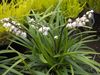 white Pot flower Ophiopogon photo (Herbaceous Plant)