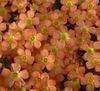 oranžs Zieds Oxalis foto (Zālaugu Augs)