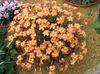 orange Blume Sauerklee foto (Grasig)