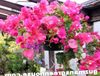 ვარდისფერი ყვავილების ქაღალდის ყვავილი ფოტო (ბუში)