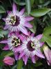 lila  Passiflora foto (Liana)