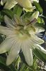 white Passion flower