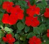 rot Blume Geduld Pflanze, Balsam, Juwel Unkraut, Busy Lizzie foto (Grasig)