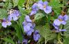 ljusblå Blomma Tålamod Växt, Balsam, Juvel Ogräs, Upptagen Lizzie foto (Örtväxter)